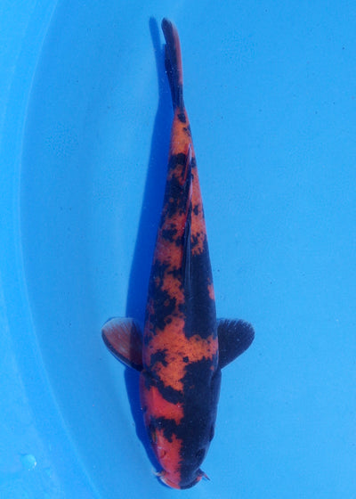 18cm Hi Utsuri (Shinoda) REF - MA126
