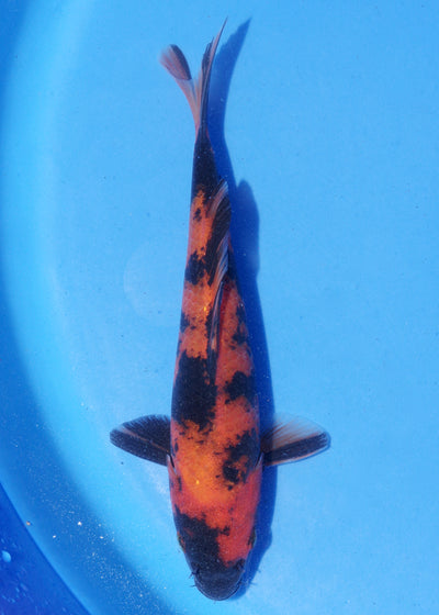 18cm Hi Utsuri (Shinoda) REF - MA127