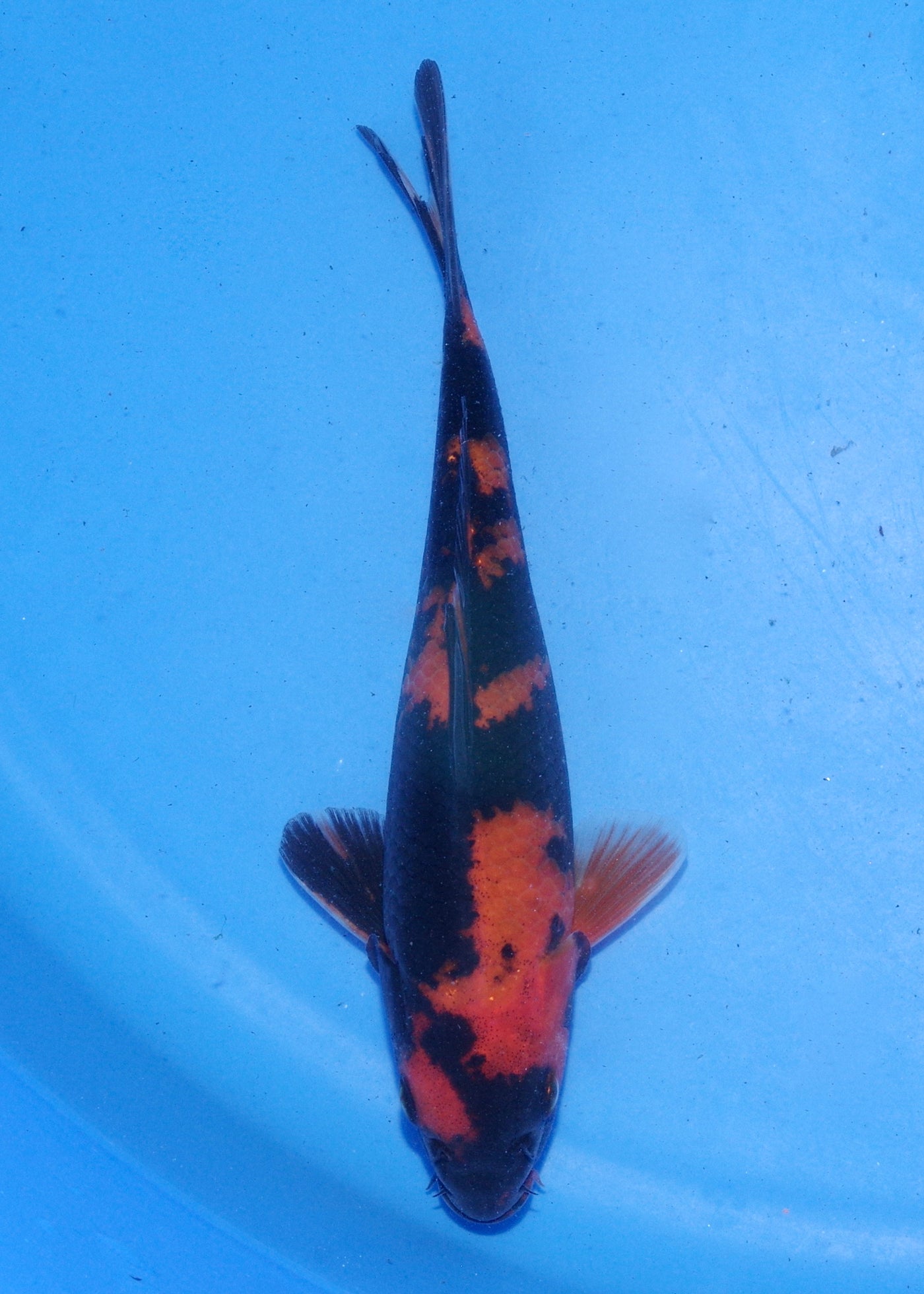 18cm Hi Utsuri (Shinoda) REF - MA129