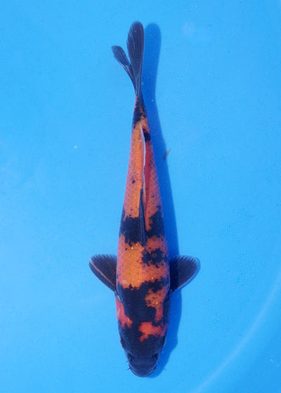 18cm Hi Utsuri (Shinoda) REF - MA130