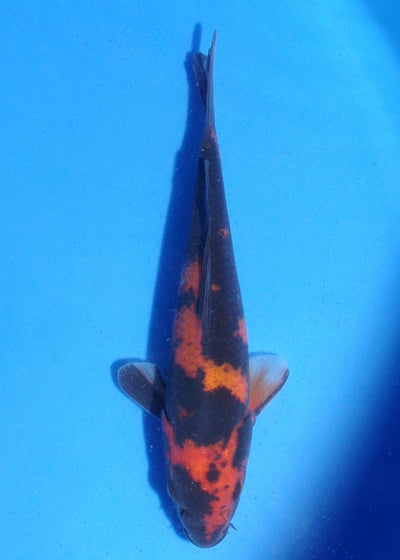 18cm Hi Utsuri (Shinoda) REF - MA131