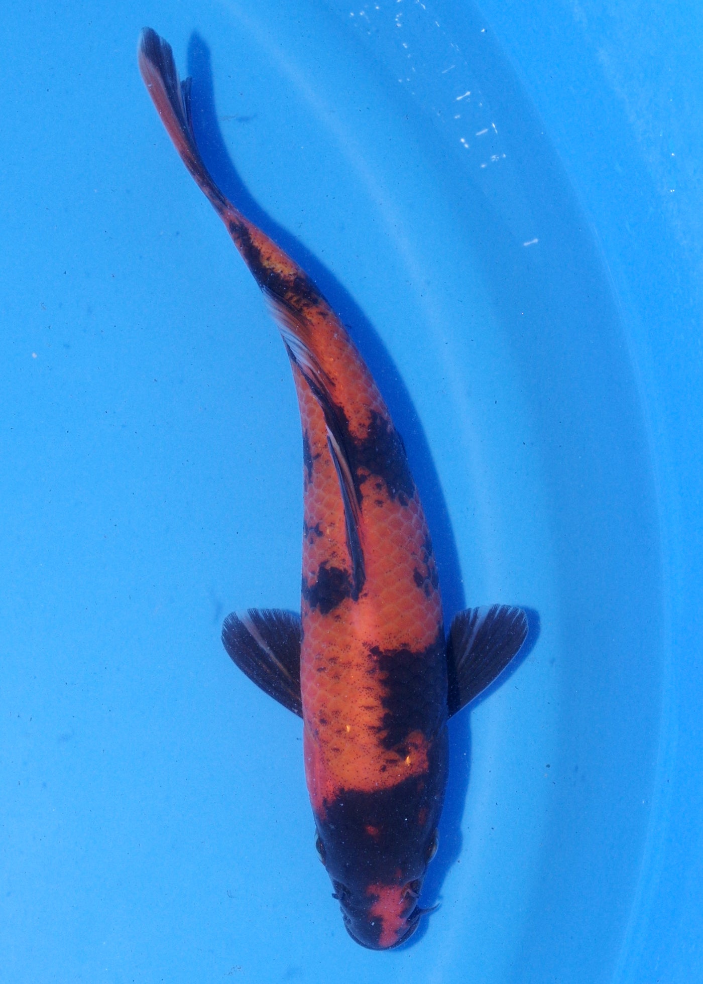 18cm Hi Utsuri (Shinoda) REF - MA132
