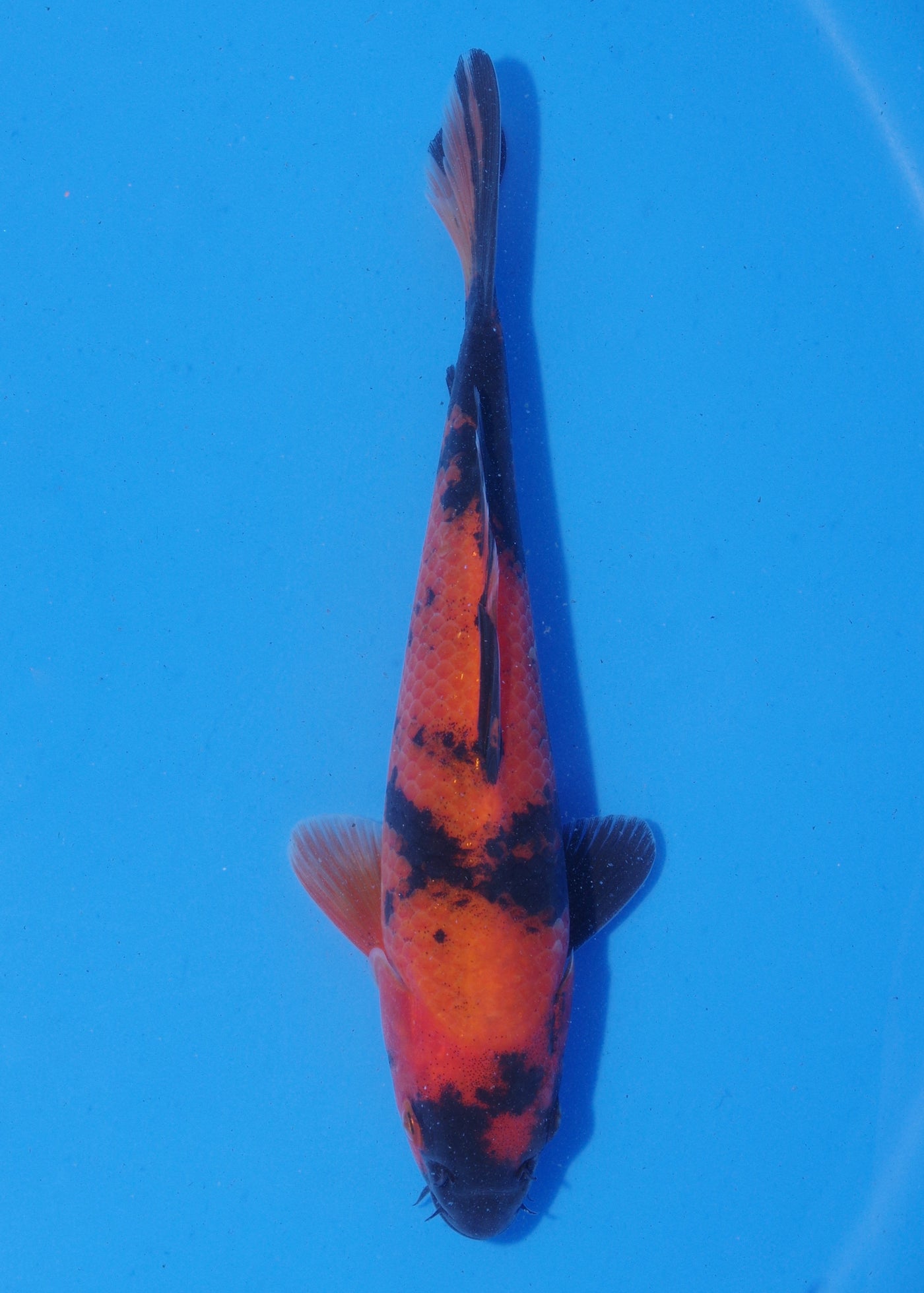 18cm Hi Utsuri (Shinoda) REF - MA133