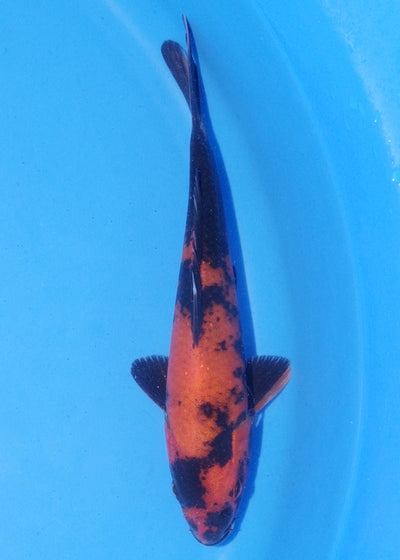 18cm Hi Utsuri (Shinoda) REF - MA134