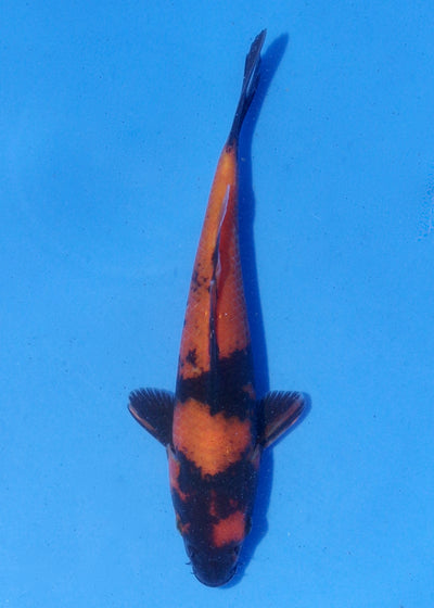 18cm Hi Utsuri (Shinoda) REF - MA136