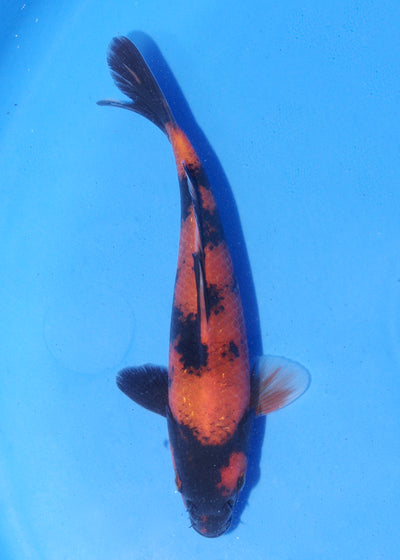 18cm Hi Utsuri (Shinoda) REF - MA110