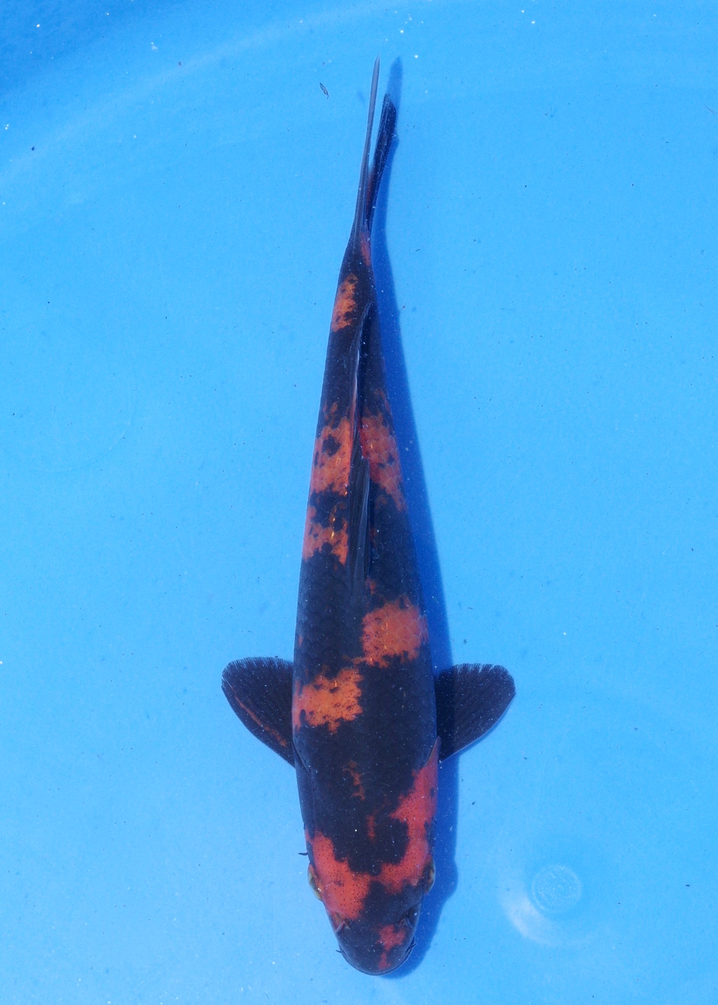 18cm Hi Utsuri (Shinoda) REF - MA111