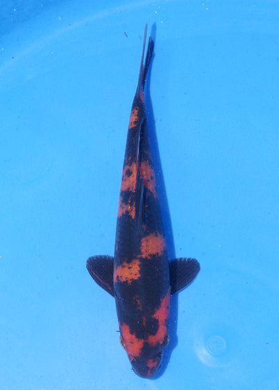 18cm Hi Utsuri (Shinoda) REF - MA111