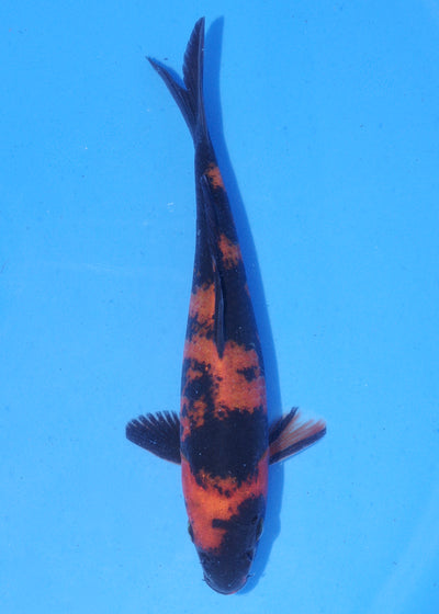 18cm Hi Utsuri (Shinoda) REF - MA112