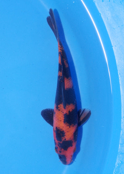 18cm Hi Utsuri (Shinoda) REF - MA115