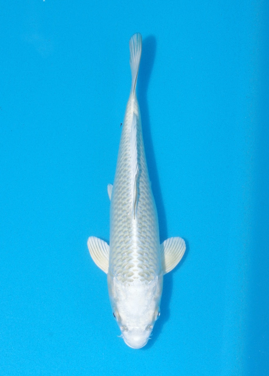 26cm Mukashi Ogon REF SRL02-F023