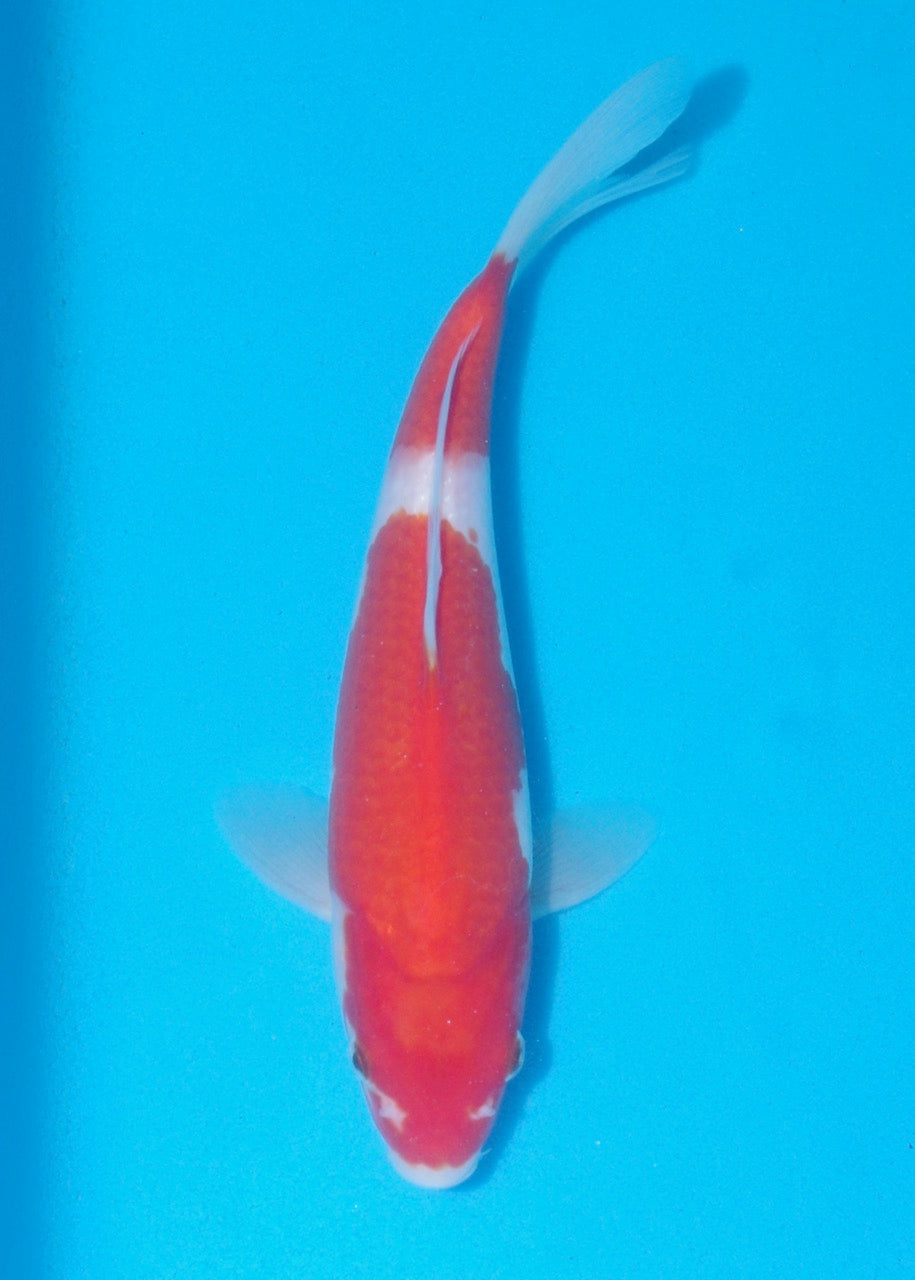 26cm Kohaku REF SRL02-F024