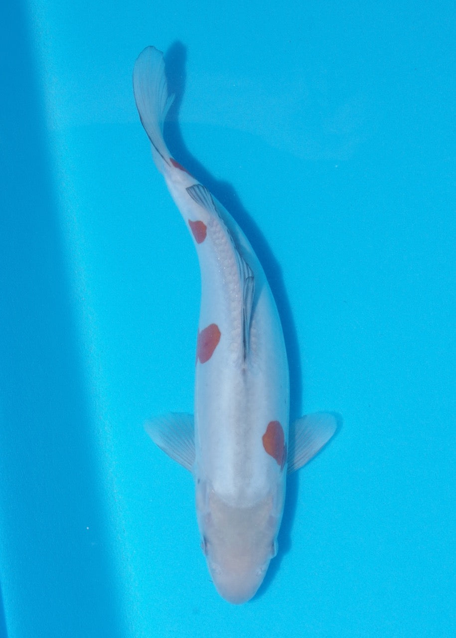 30cm Doitsu Ochiba REF SRL02-F026