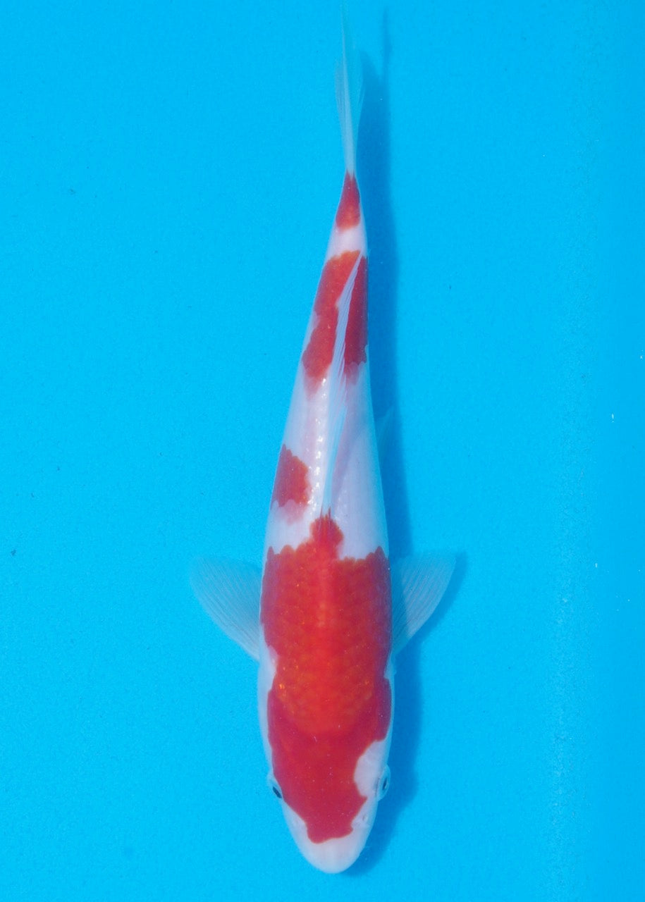 24cm Kohaku REF SRL02-F033