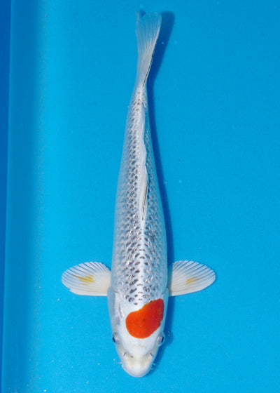 37cm Tancho Ginrin Kujaku (Marusaka) REF - JUN19