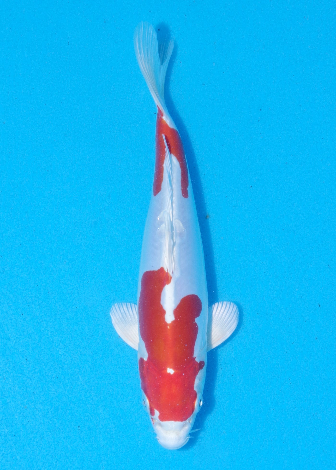 21cm Kikisui (Byer Koi Farm) REF - MA54