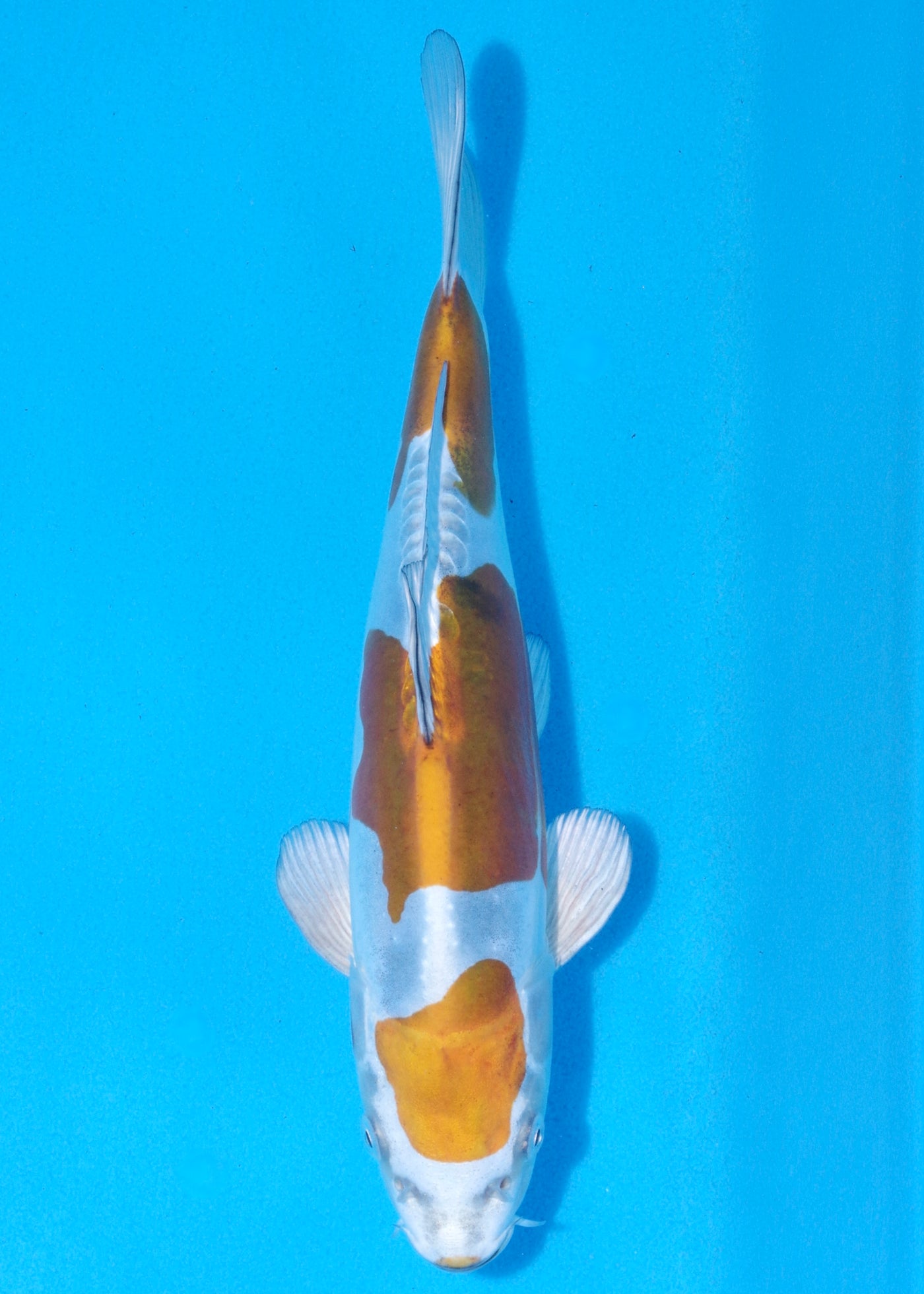 29cm Doitsu Kogane Ochiba (Byer Koi Farm) REF - MA36