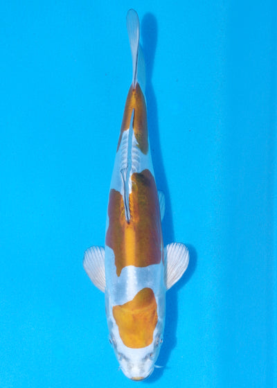 29cm Doitsu Kogane Ochiba (Byer Koi Farm) REF - MA36