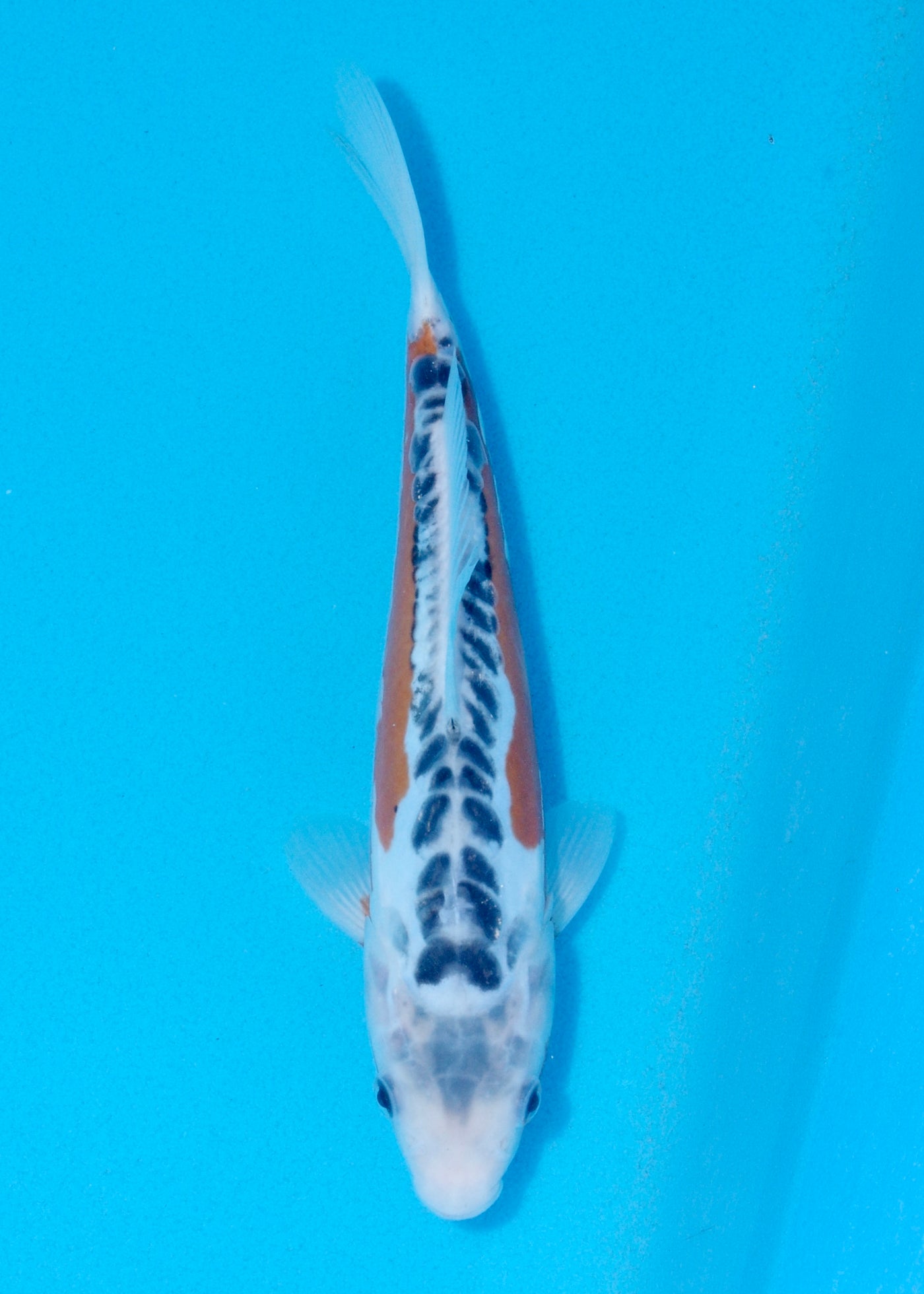 25cm Shusui (Byer Koi Farm) REF - JUN01