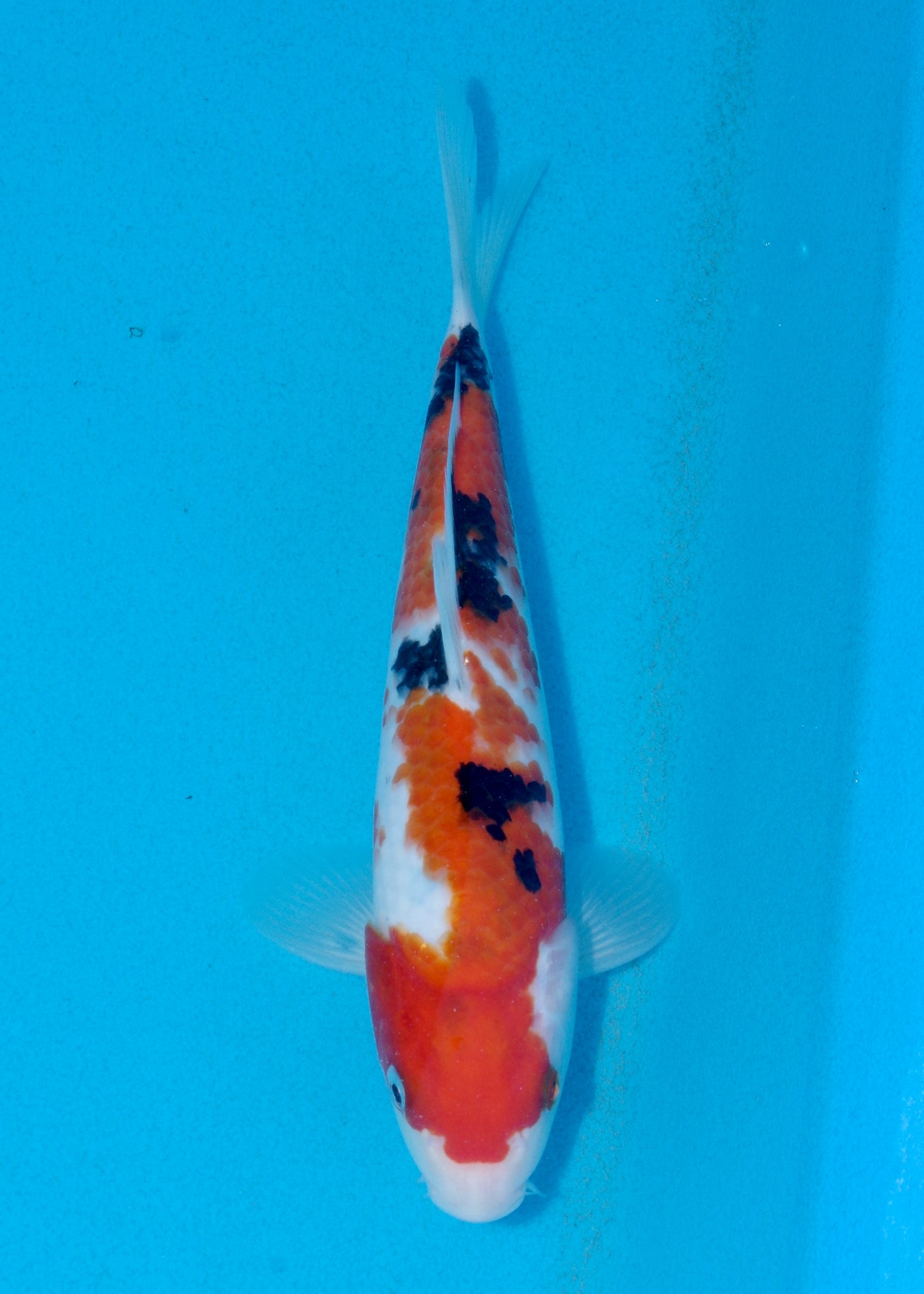 25cm Sanke (Marudo) REF - AUG010