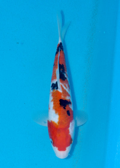 25cm Sanke (Marudo) REF - AUG010