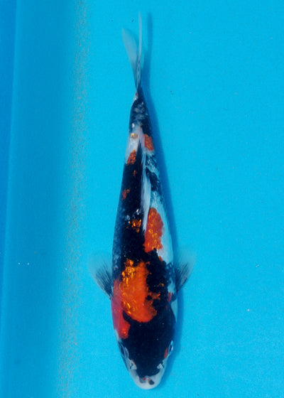 23cm Ginrin Showa (Shinoda) REF - AUG011