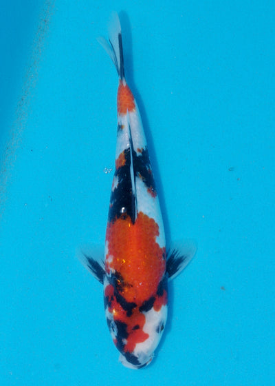 25cm Ginrin Showa (Shinoda) REF - AUG013