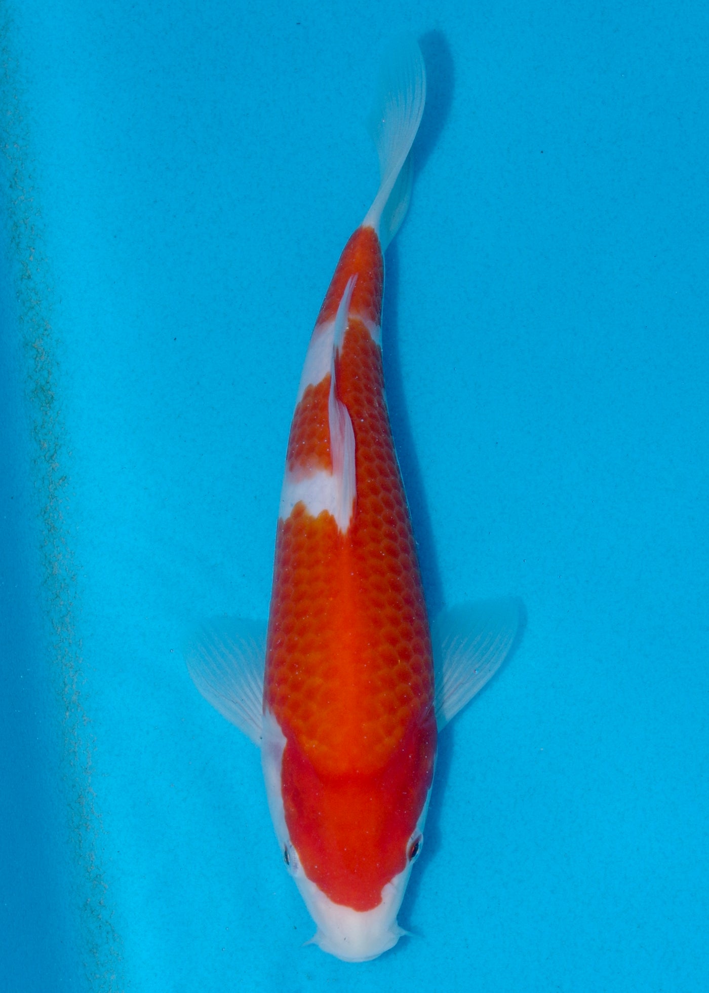 25cm Kohaku (Marudo) REF - AUG014