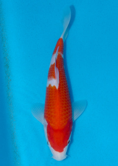 25cm Kohaku (Marudo) REF - AUG014