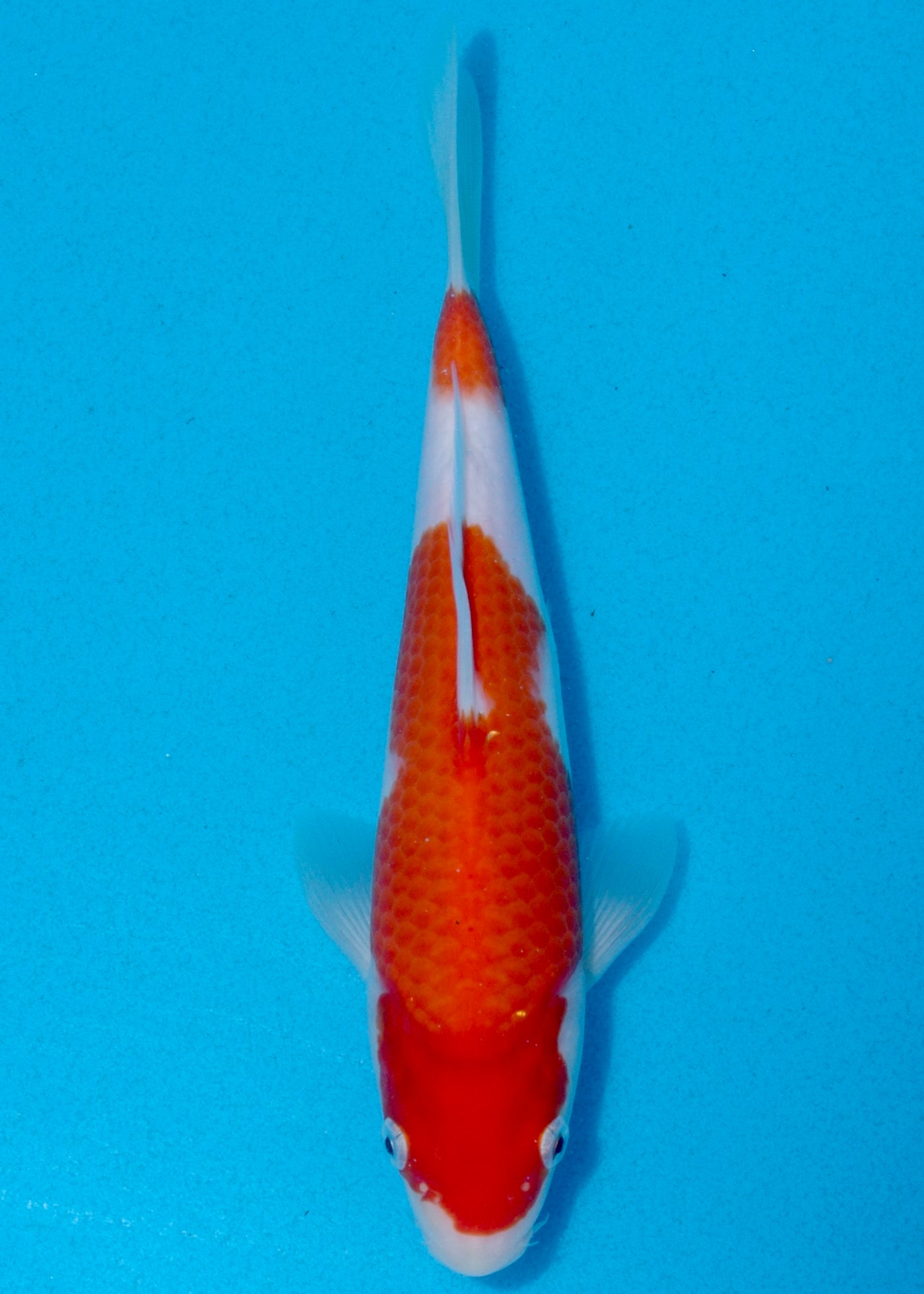 25cm Kohaku (Marudo) REF - AUG015