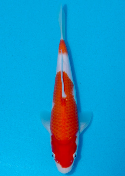 25cm Kohaku (Marudo) REF - AUG015
