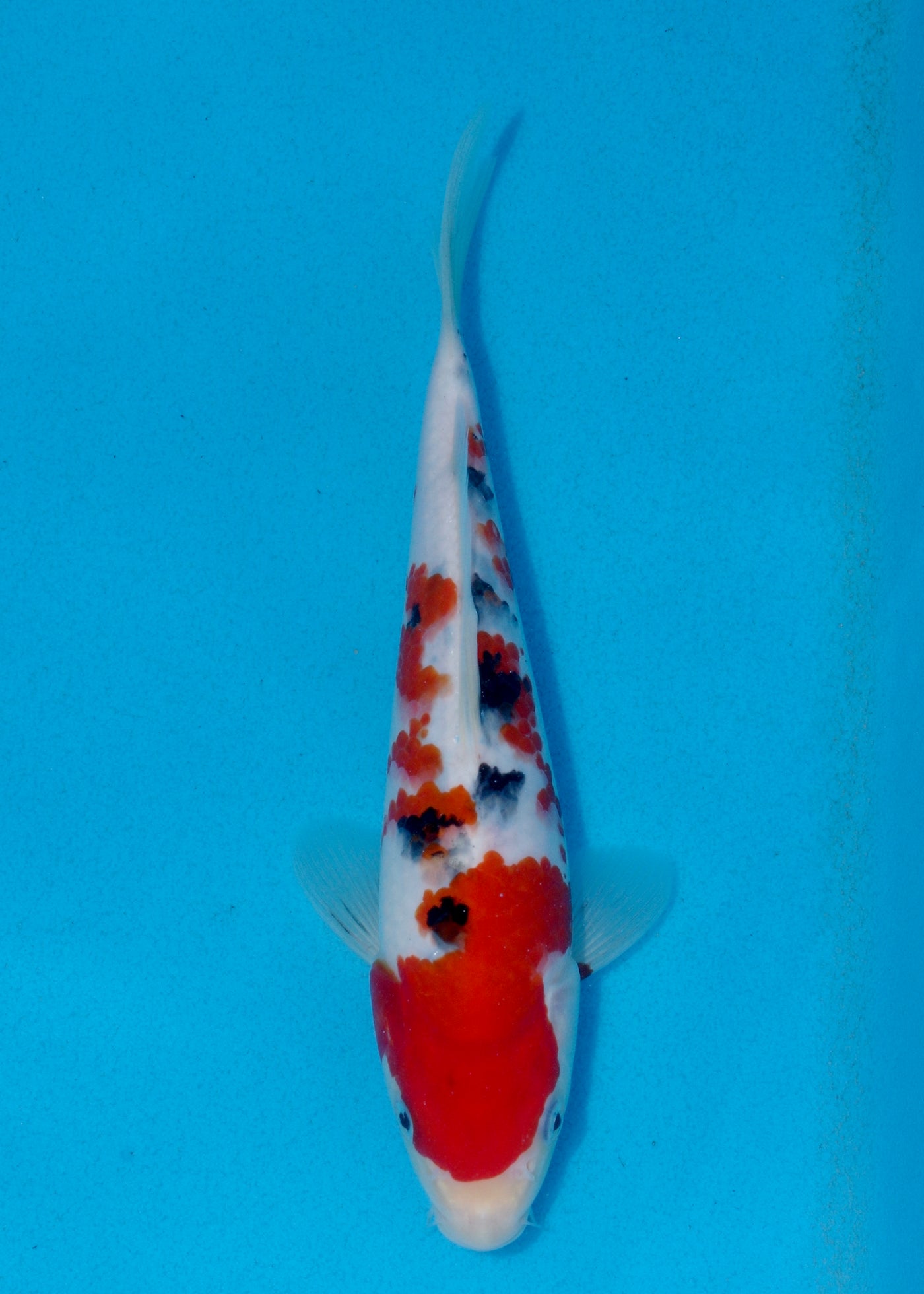 26cm Sanke (Marudo) REF - AUG016