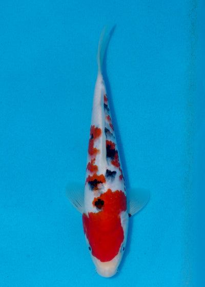 26cm Sanke (Marudo) REF - AUG016