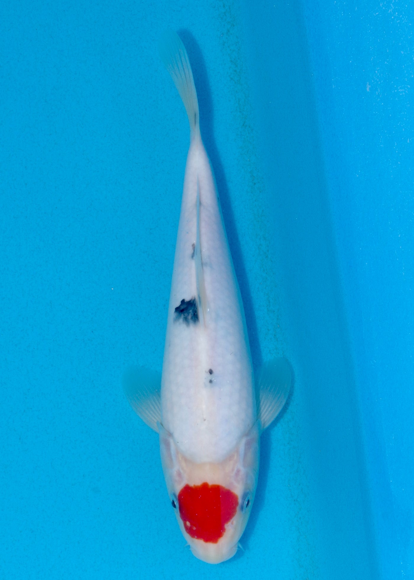 27cm Tancho Sanke (Marudo) REF - AUG017