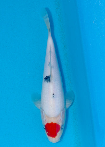 27cm Tancho Sanke (Marudo) REF - AUG017