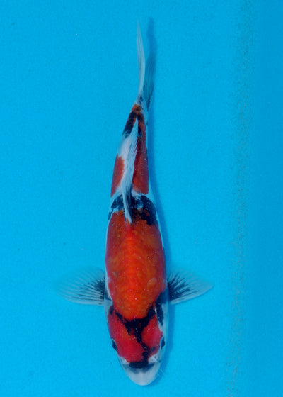 24cm Doitsu Showa (Shinoda) REF - AUG018