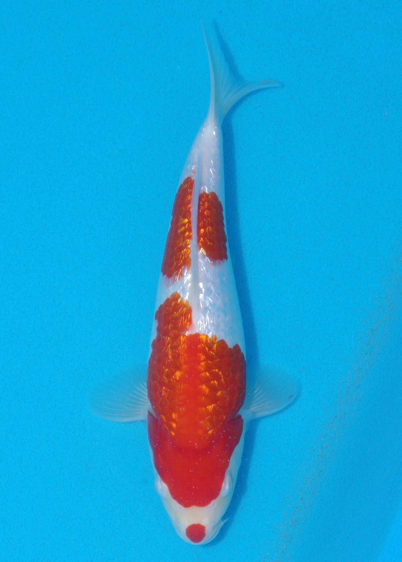 22cm Ginrin Kohaku (Shinoda) REF - AUG021