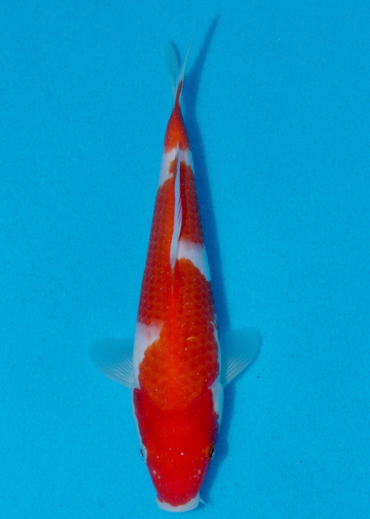 23cm Kohaku (Marudo) REF - AUG022