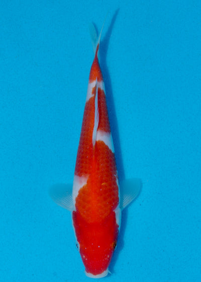 23cm Kohaku (Marudo) REF - AUG022