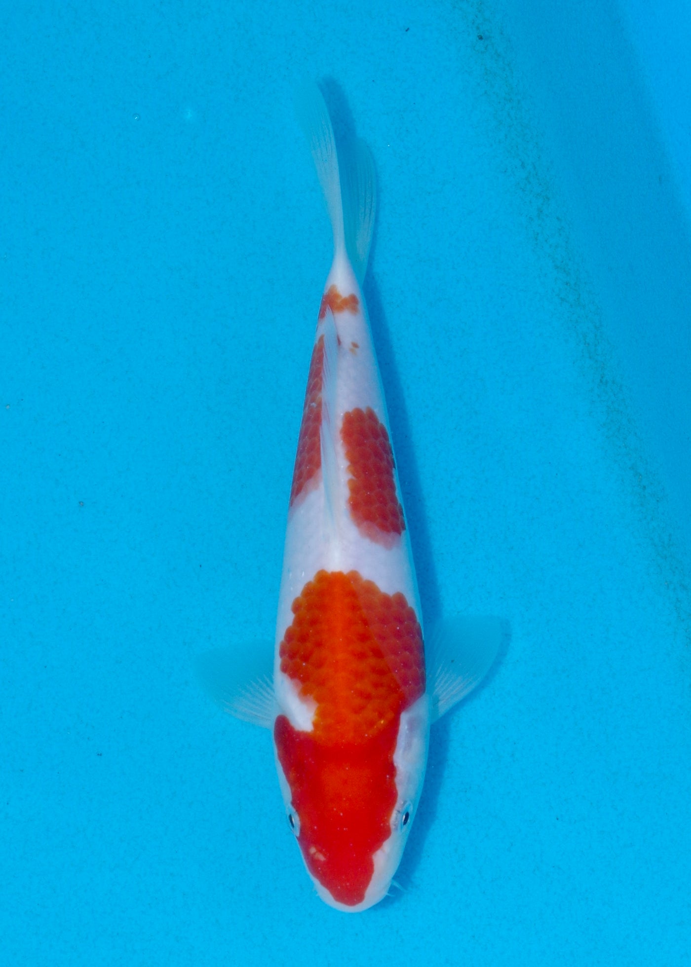 22cm Kohaku (Marudo) REF - AUG024