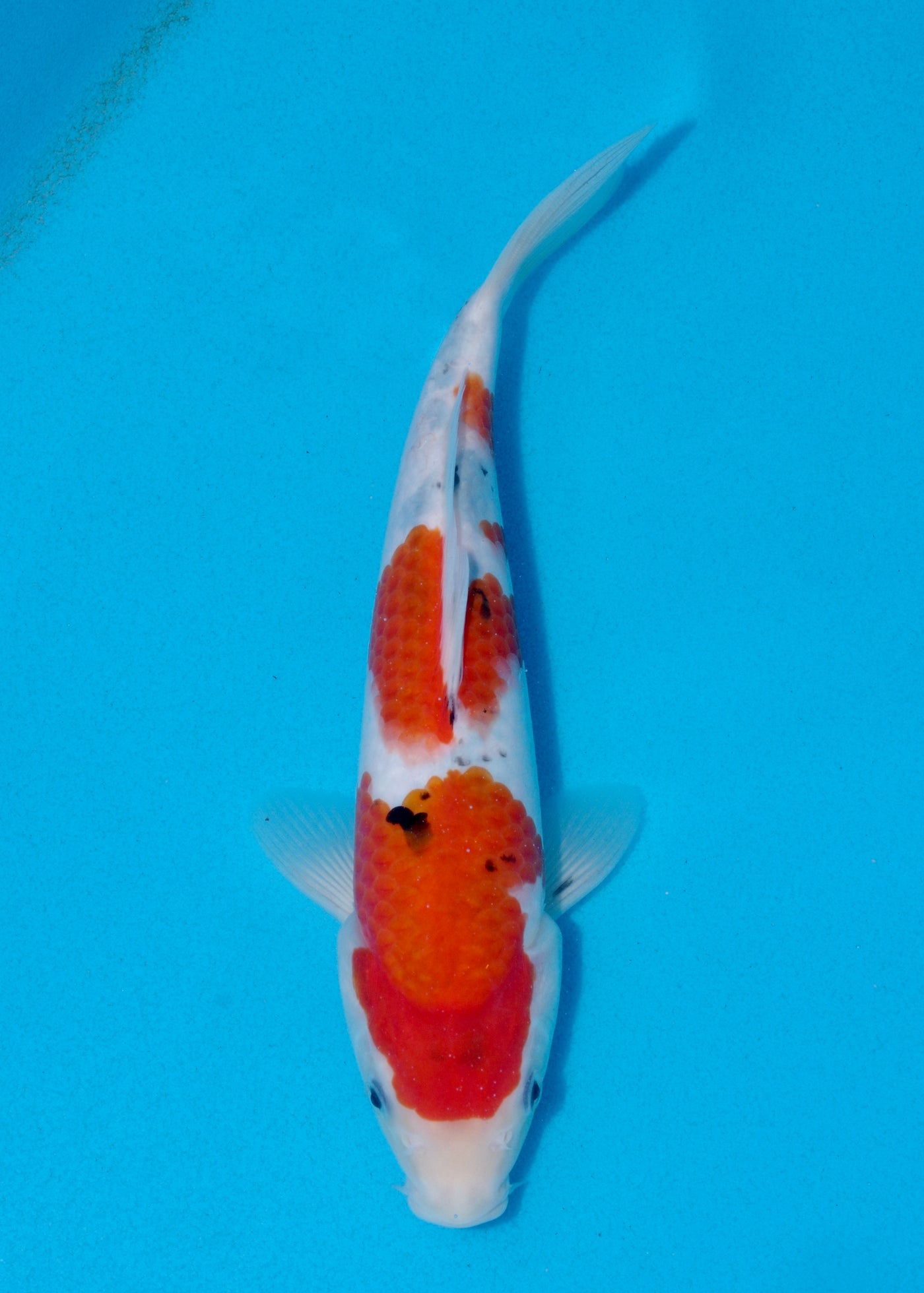 28cm Sanke (Marudo) REF - AUG025