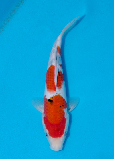 28cm Sanke (Marudo) REF - AUG025