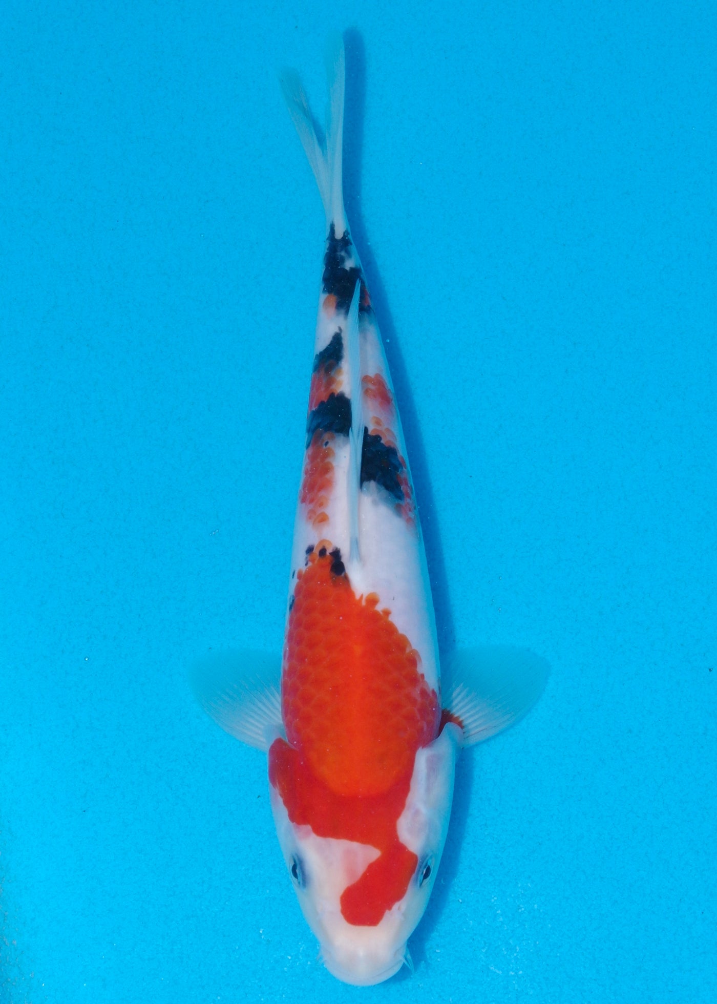 25cm Sanke (Marudo) REF - AUG026