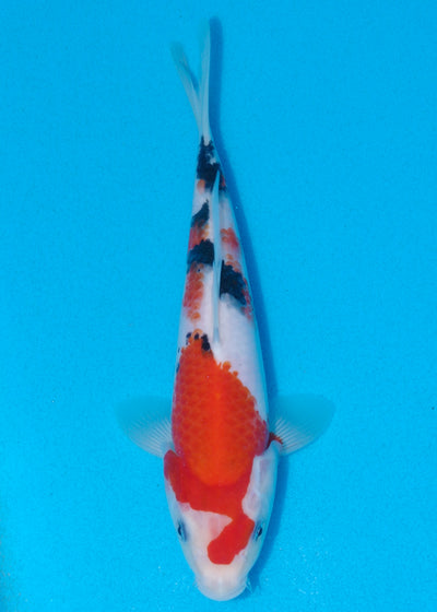 25cm Sanke (Marudo) REF - AUG026