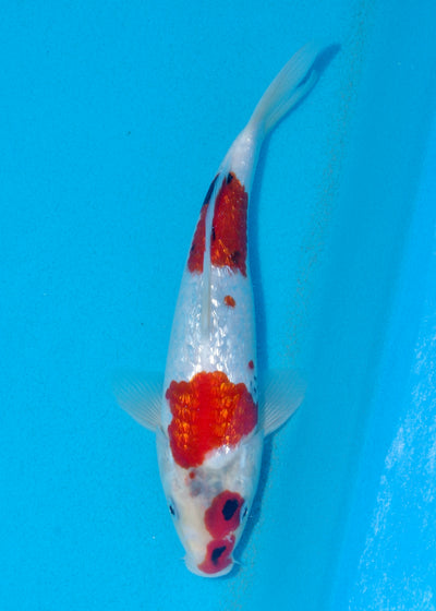 25cm Ginrin Showa (Shinoda) REF - AUG002