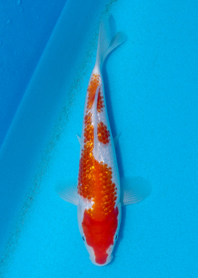 23cm Ginrin Kohaku (Shinoda) REF - AUG032