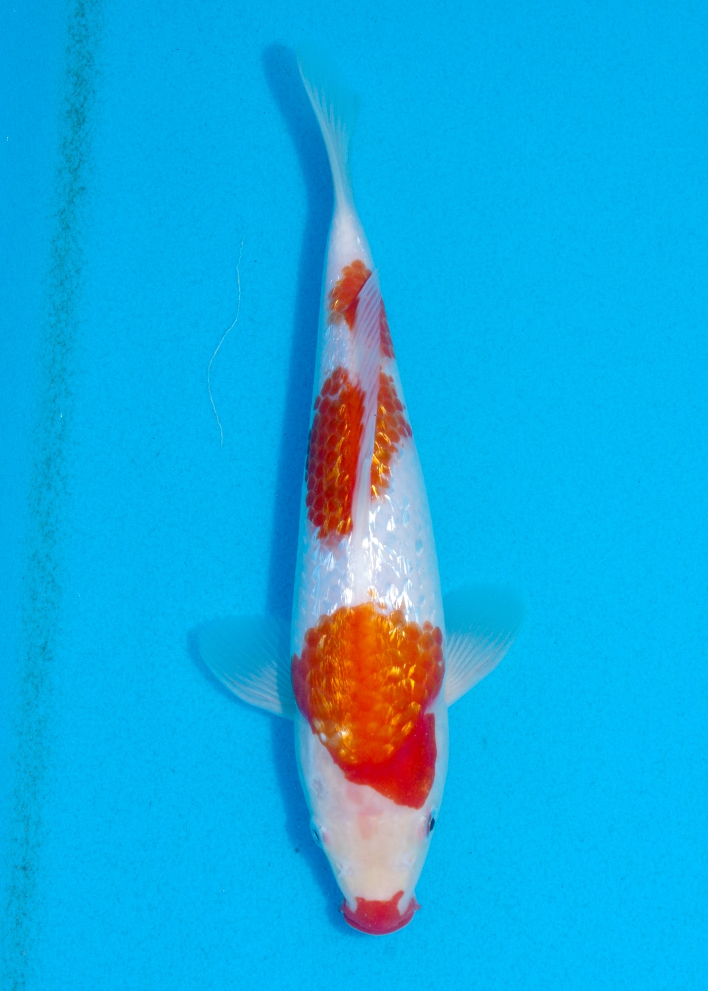 26cm Ginrin Kohaku (Shinoda) REF - AUG033