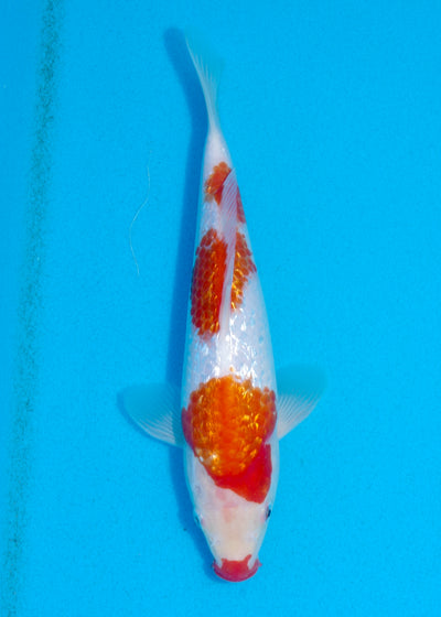 26cm Ginrin Kohaku (Shinoda) REF - AUG033