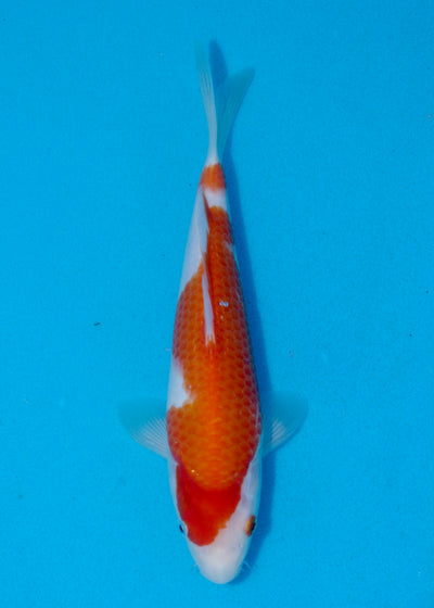 26cm Kohaku (Marudo) REF - AUG034