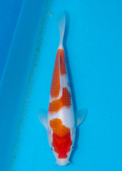 23cm Kohaku (Marudo) REF - AUG035